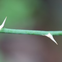 Asparagus falcatus L.